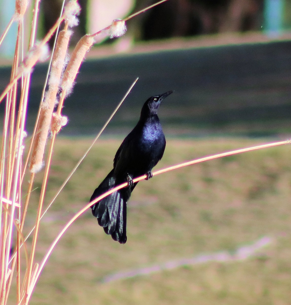 Great-tailed Grackle - ML52644441