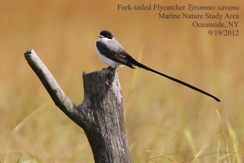 Fork-tailed Flycatcher - Michael Farina