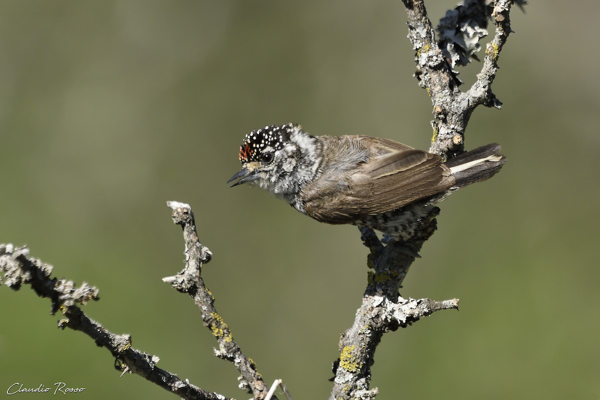 White-barred Piculet - ML526447671