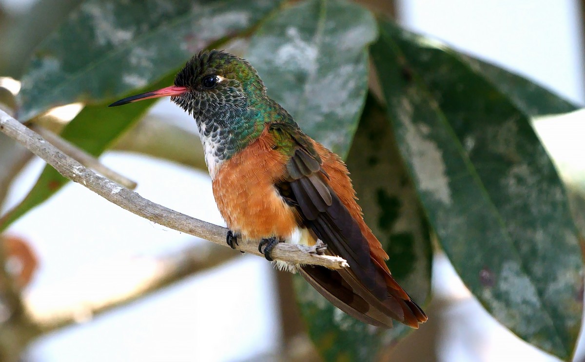Amazilia Hummingbird - ML526450251