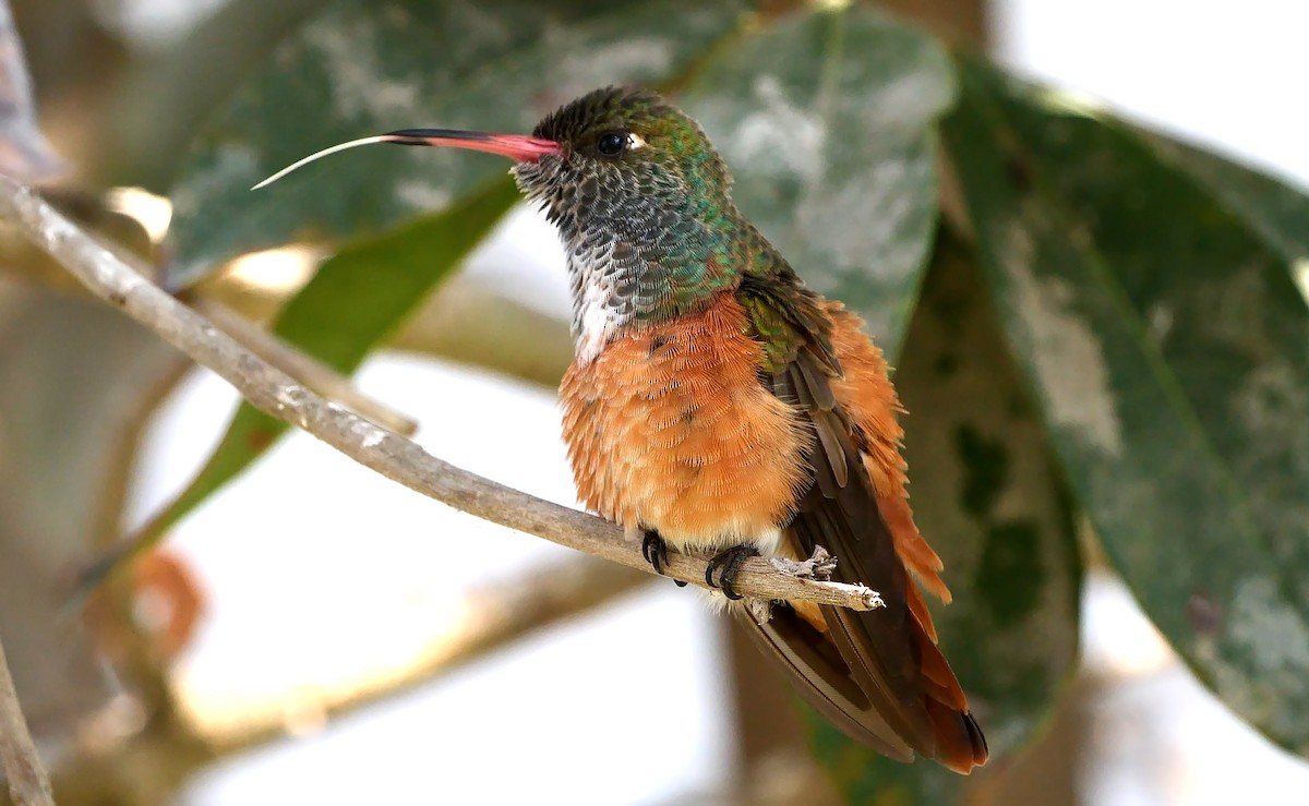 Amazilia Hummingbird - ML526450281