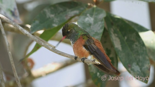 Amazilia Hummingbird - ML526452241