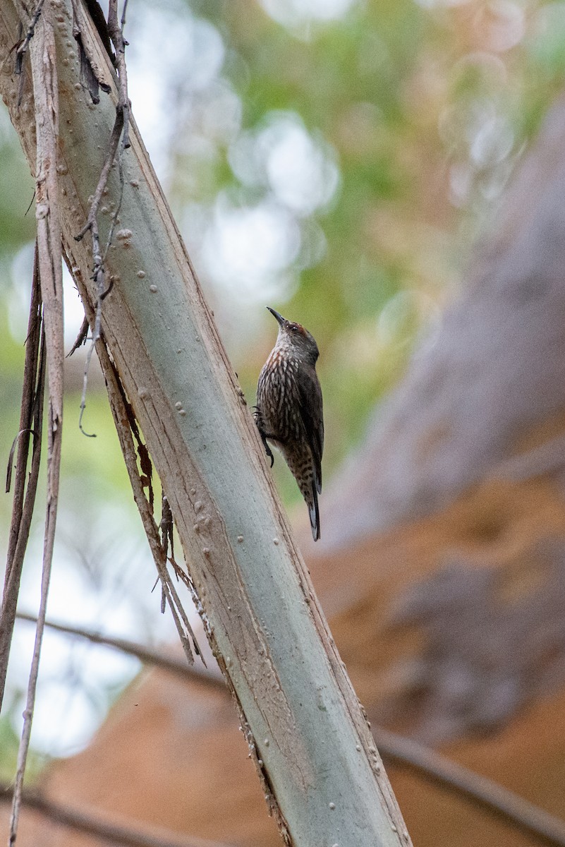 Ebird Australia Checklist Jan Dharawal National Park T West Trail Species