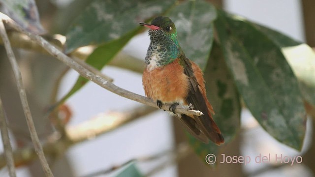 Amazilia Hummingbird - ML526455181