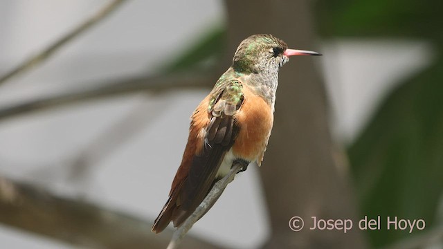 Amazilia Hummingbird - ML526455531
