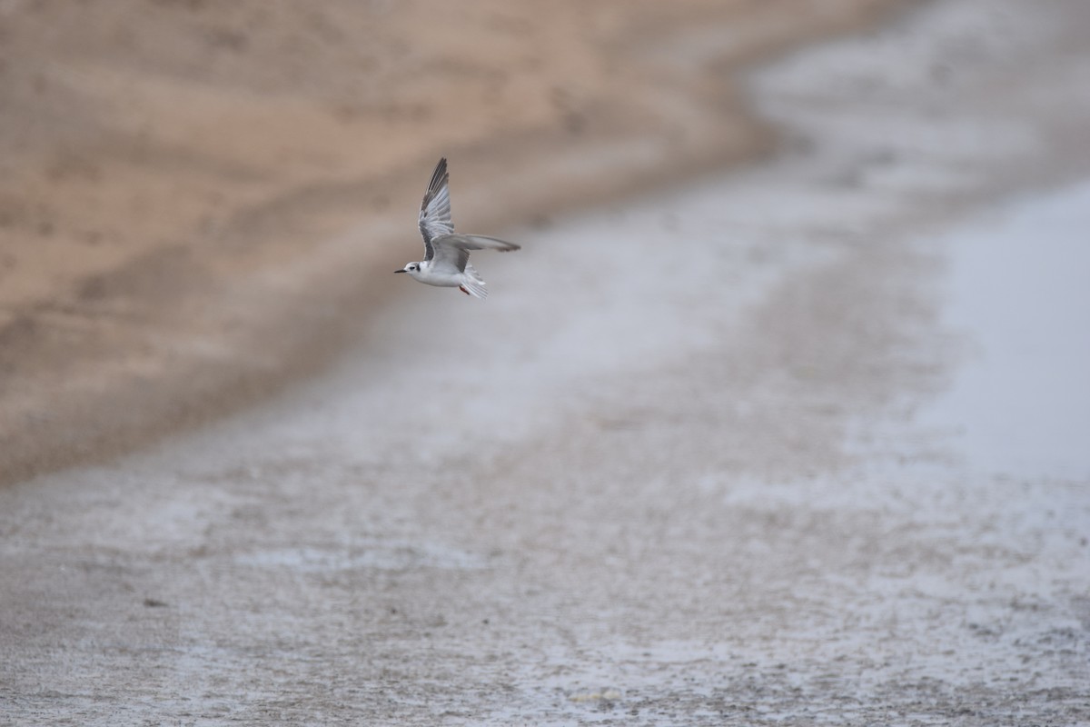 White-winged Tern - Ryne Rutherford