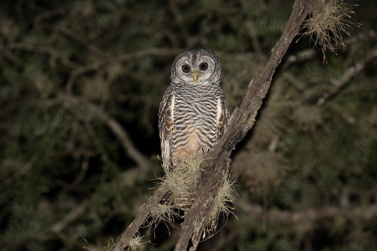 Chaco Owl - ML526458251