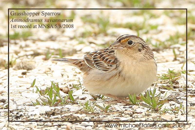 Grasshopper Sparrow - ML52645941