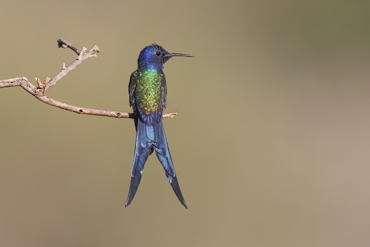 Swallow-tailed Hummingbird - Marco Valentini