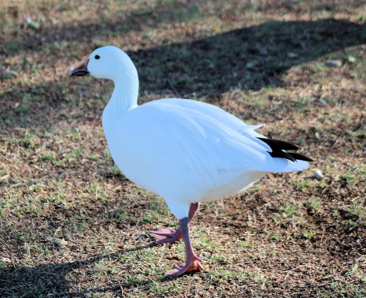 Snow Goose - ML52646361