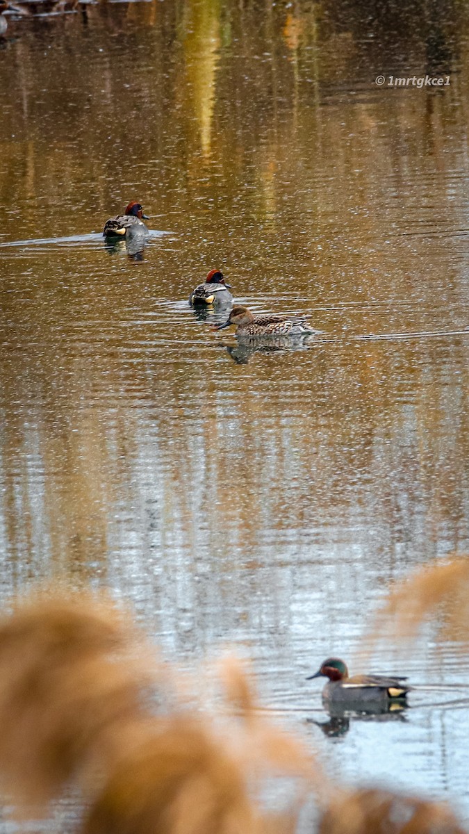 Green-winged Teal - ML526466031