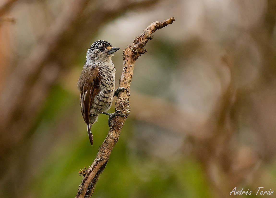 White-barred Piculet - ML526470841
