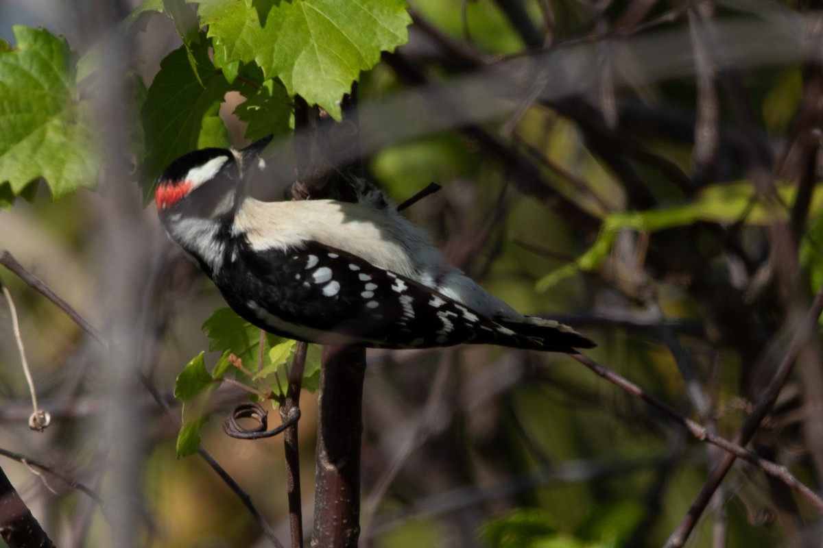 Downy Woodpecker - ML526472461