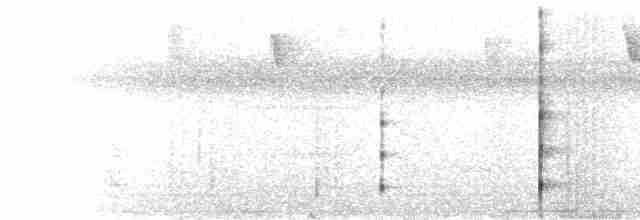  - Club-winged Manakin