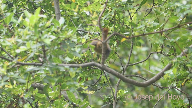 Creamy-crested Spinetail - ML526474151