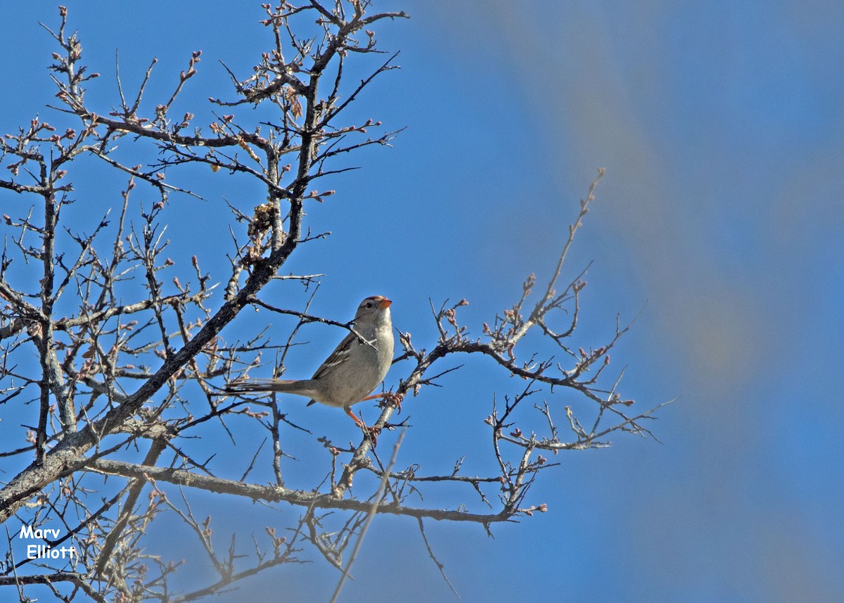 White-crowned Sparrow - ML52647721