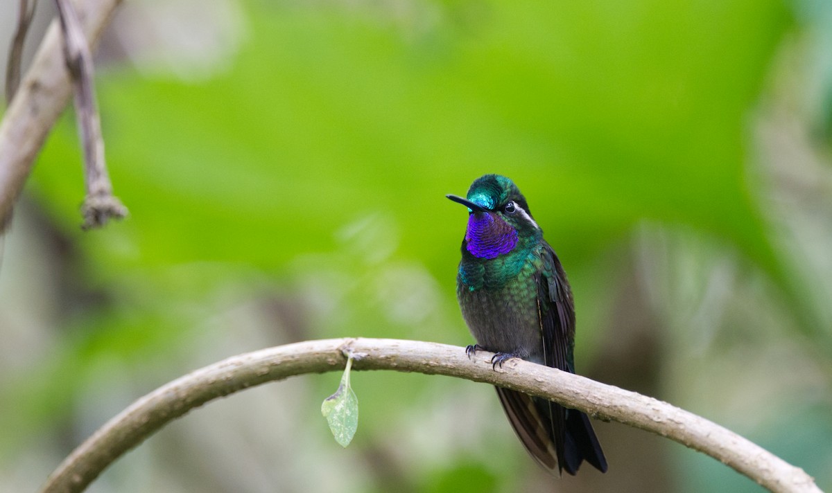 kolibřík fialovohrdlý - ML526481681