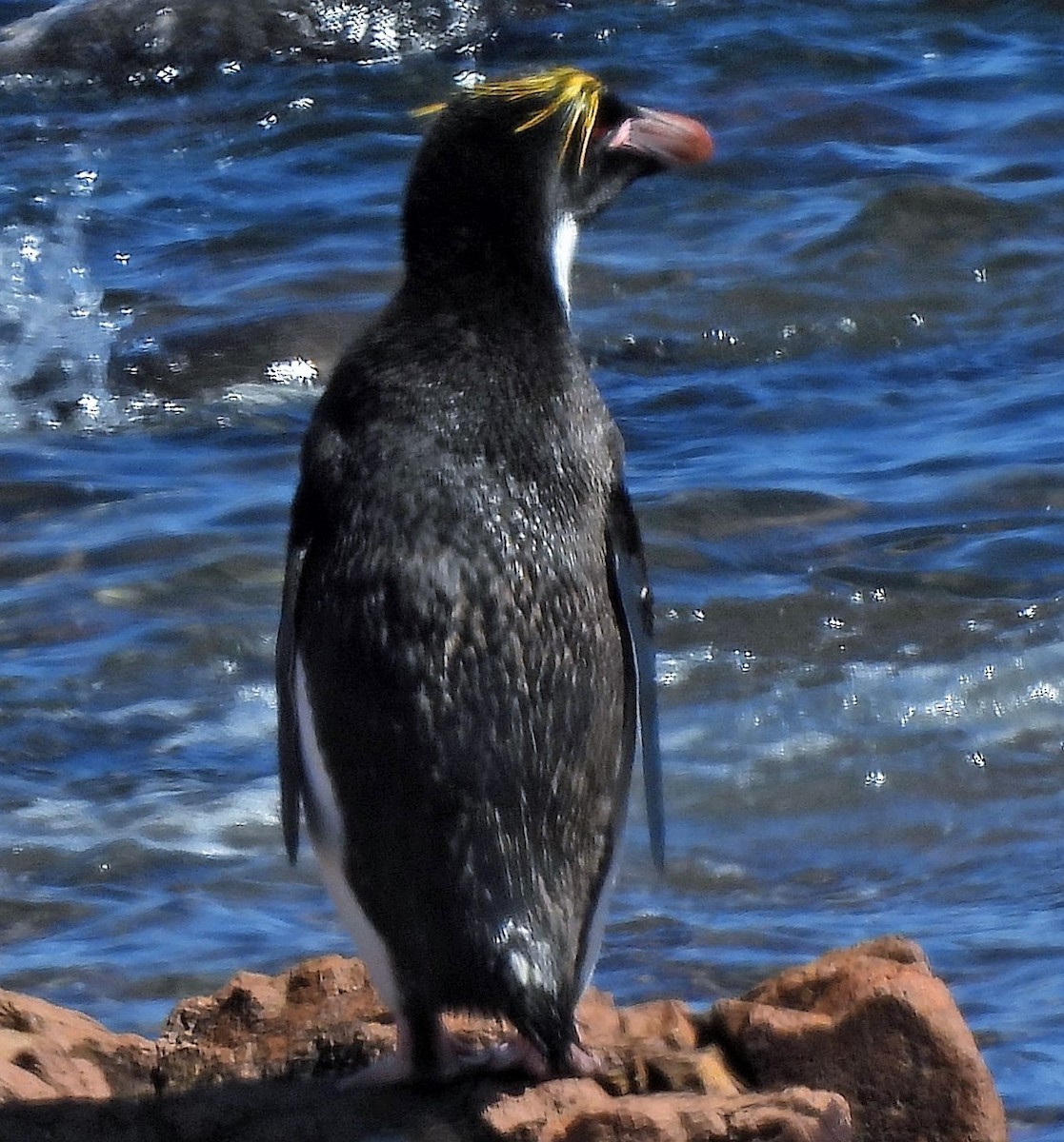 Пінгвін золотоволосий - ML526485171