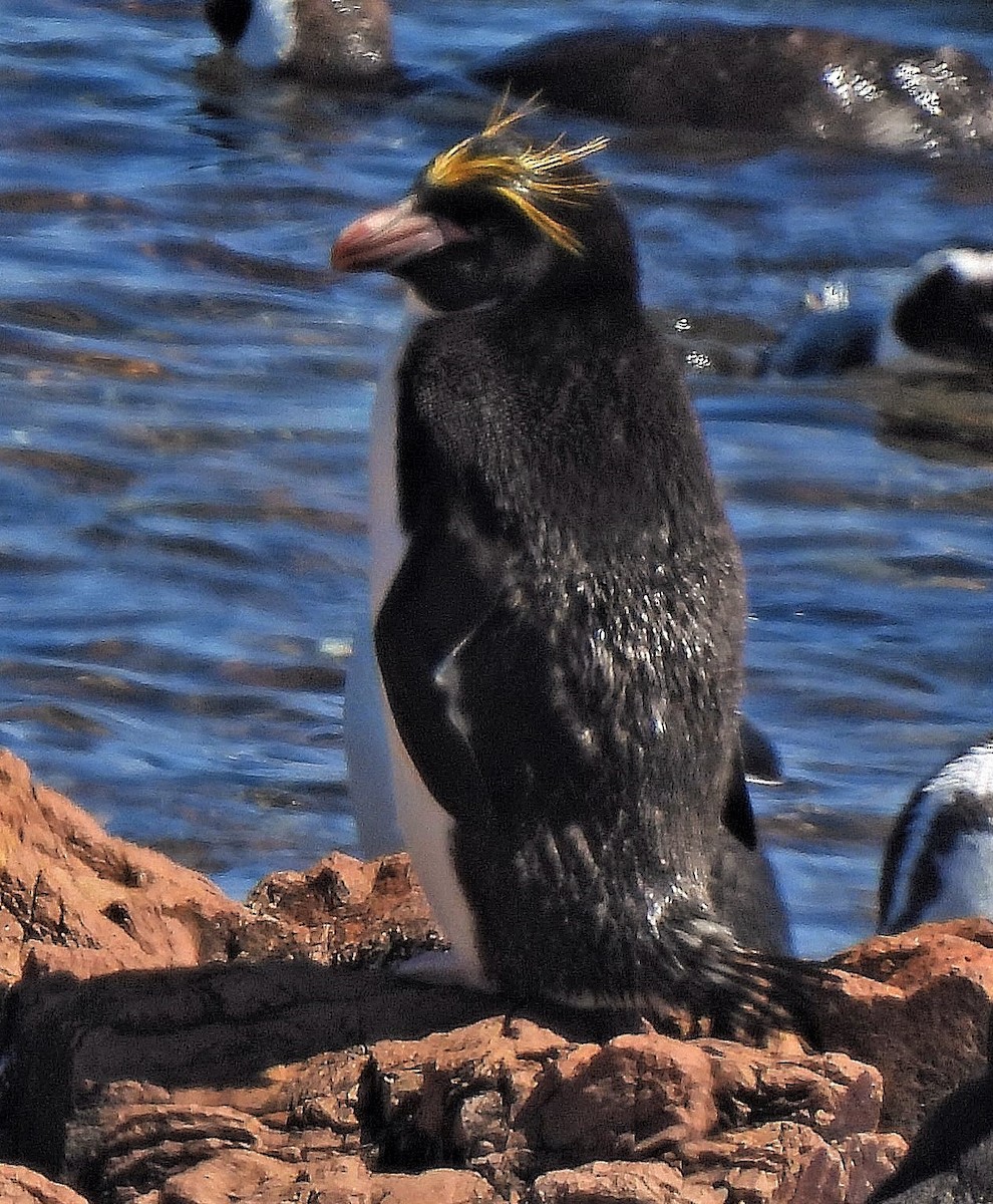 Златохохлый пингвин - ML526485241