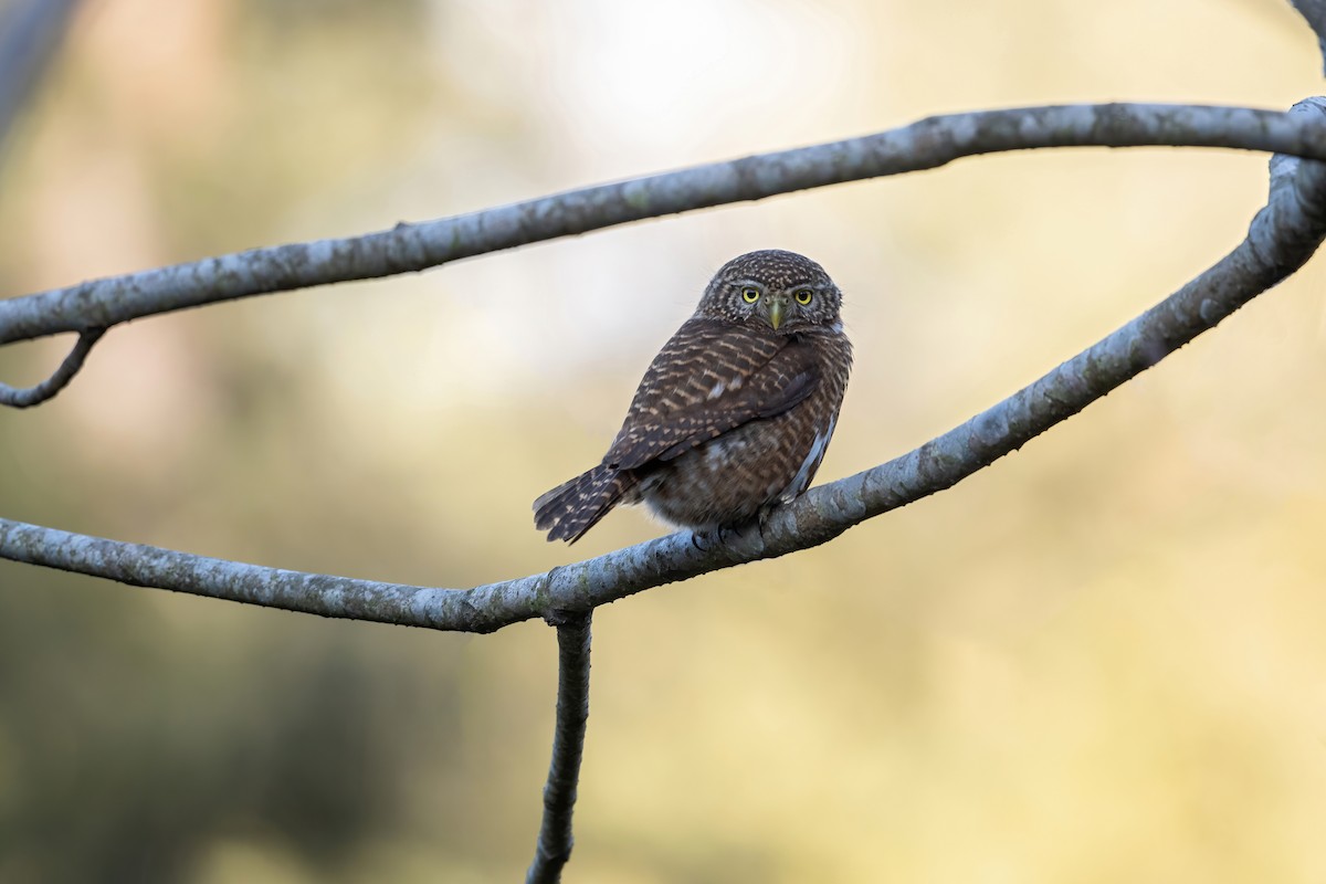 Collared Owlet - ML526489911