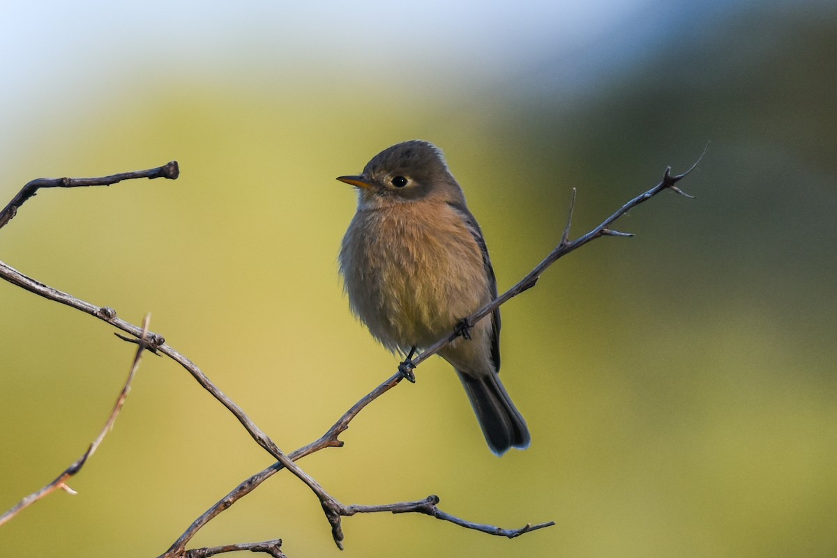 Buff-breasted Flycatcher - Mike Charest