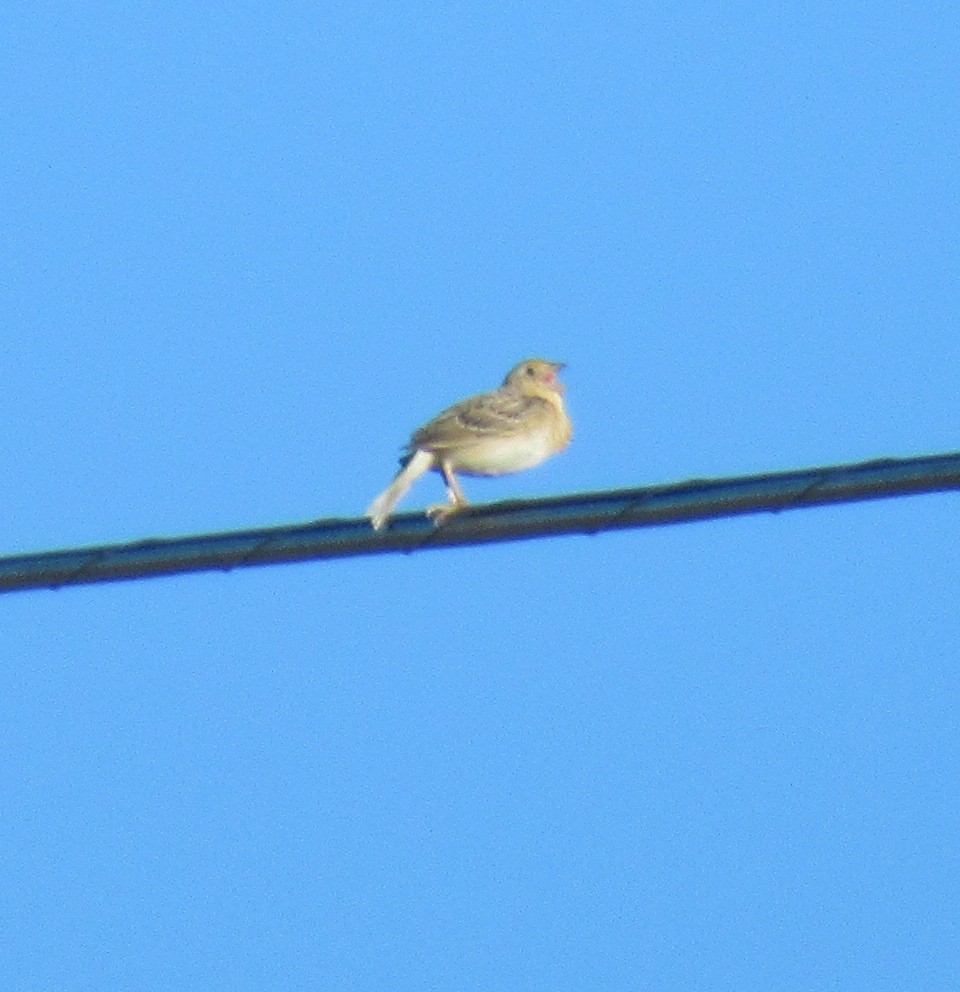 Grasshopper Sparrow - ML526495281
