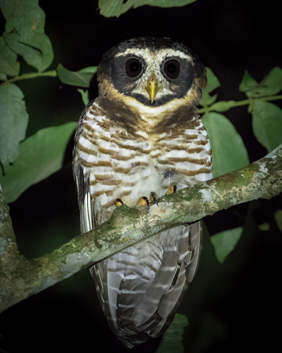 Band-bellied Owl - ML526496721