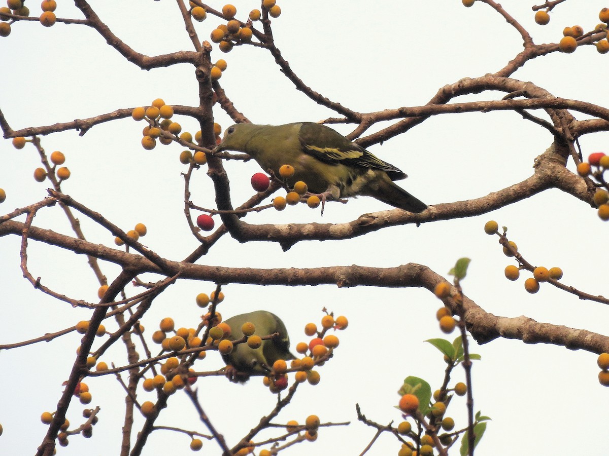 Gray-fronted Green-Pigeon - Adhithyan NK