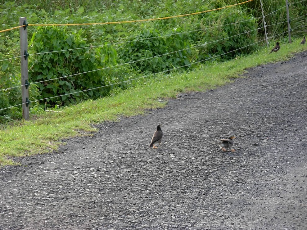 Common Myna - ML526502761