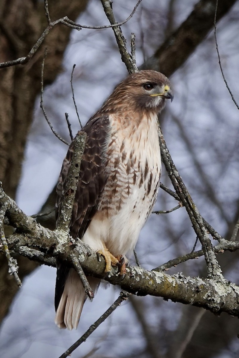 Red-tailed Hawk - ML526502851