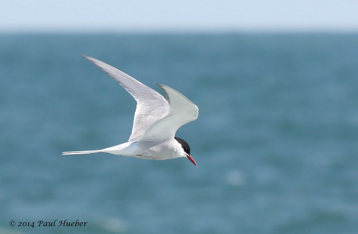 Arctic Tern - Paul Hueber