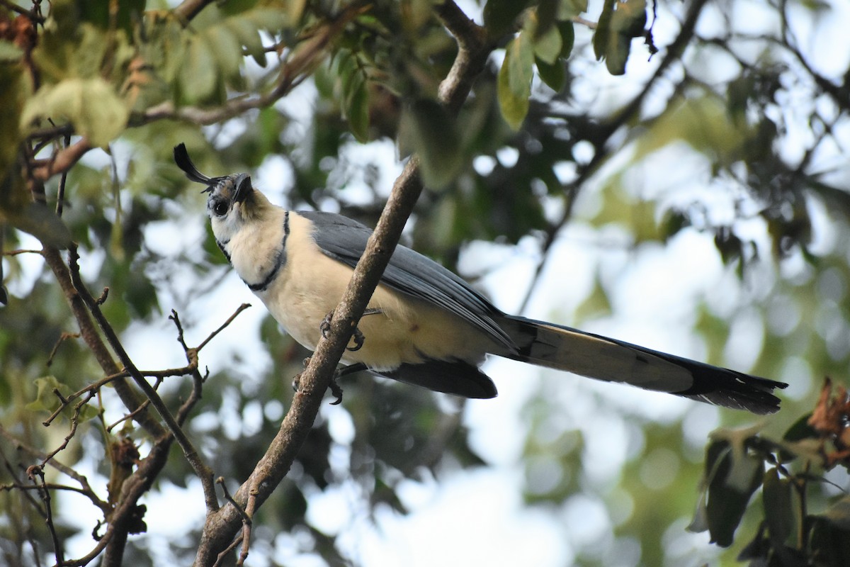 White-throated Magpie-Jay - ML526503231