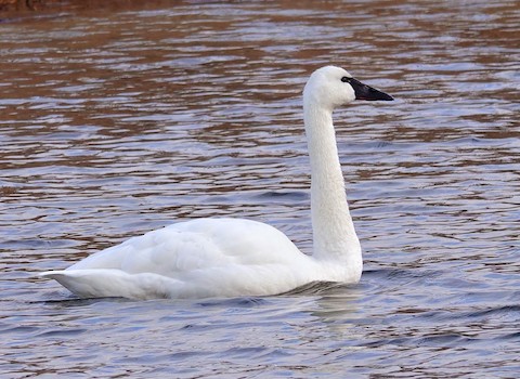 Tundra Swan - Kathleen Horn