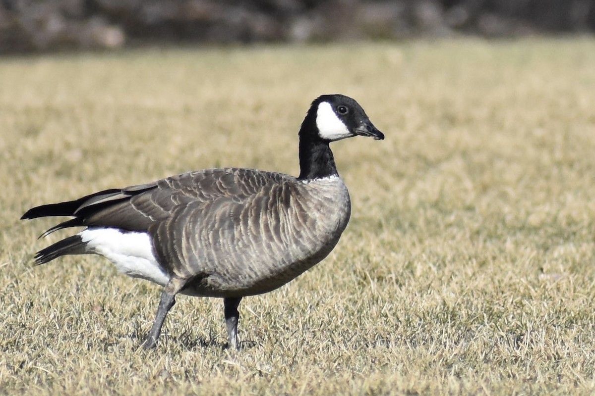 Cackling Goose (Richardson's) - ML526510031