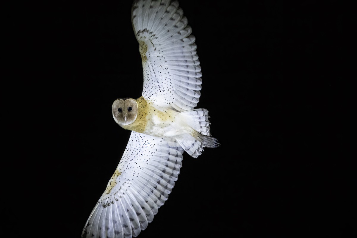 Australasian Grass-Owl - ML526516621