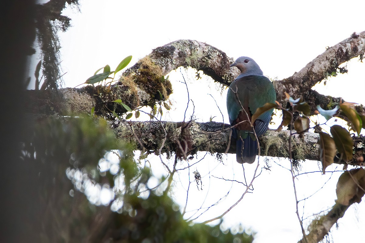 Rufescent Imperial-Pigeon - ML526517211