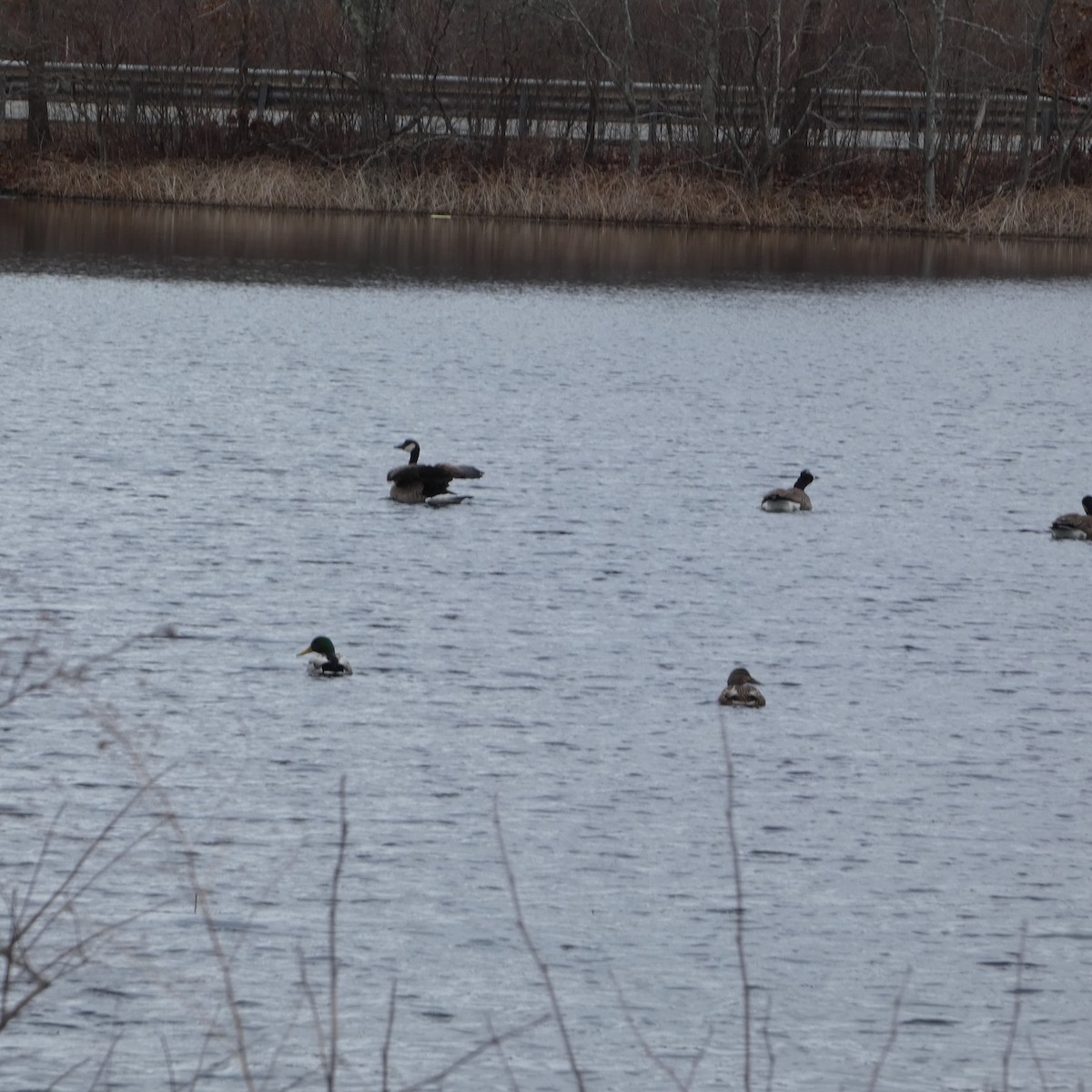 eBird Checklist 21 Jan 2023 East Haddam Moodus Reservoir Lower Boat