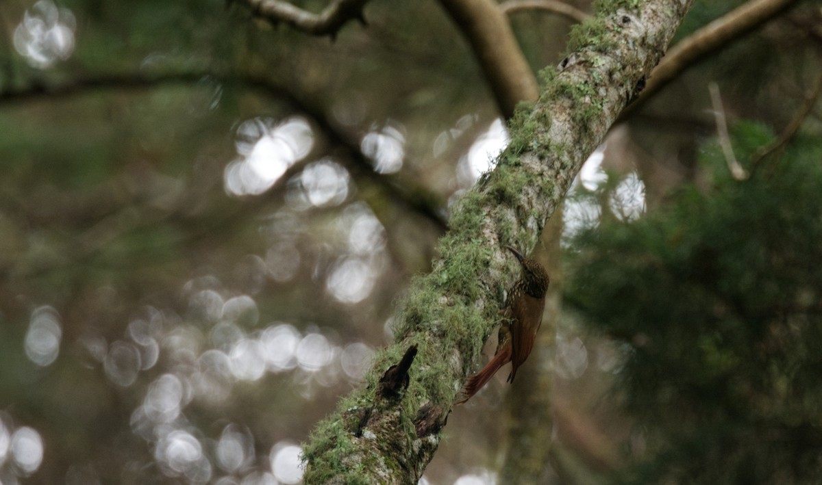 Spot-crowned Woodcreeper - ML526524011