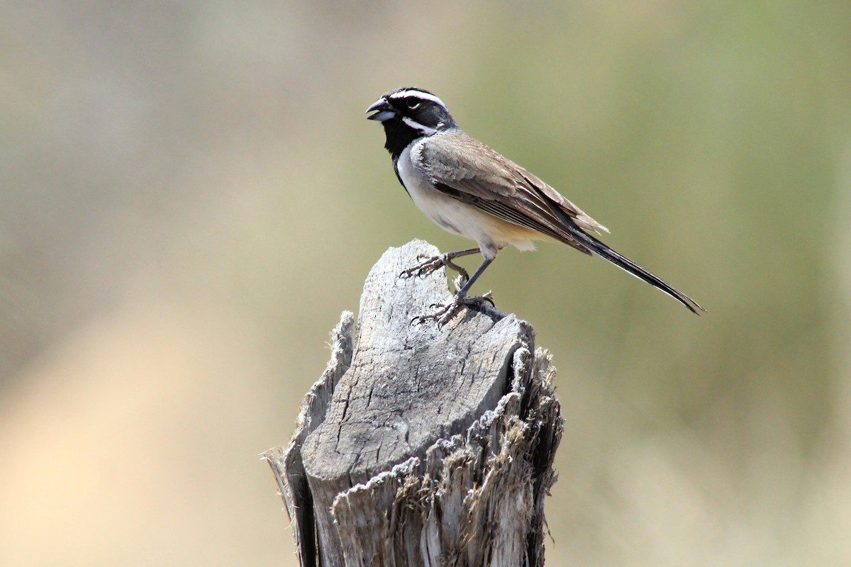 Black-throated Sparrow - Matthew Pendleton