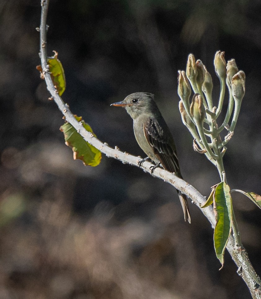 Greater Pewee (Mexican) - ML526535271