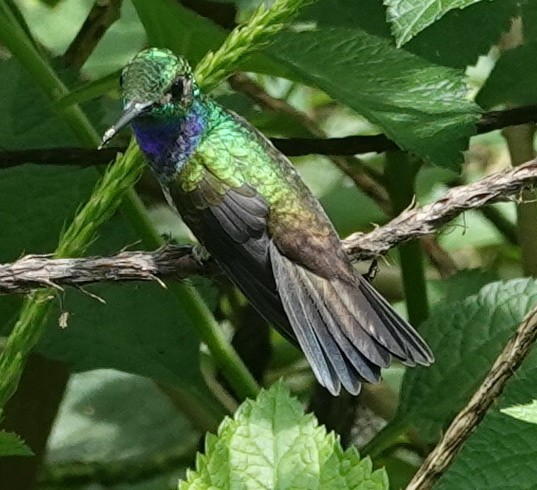 Blue-chested Hummingbird - ML526535631