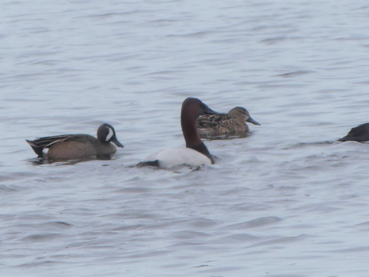 eBird Checklist 21 Jan 2023 Merritt Island NWRBlack Point