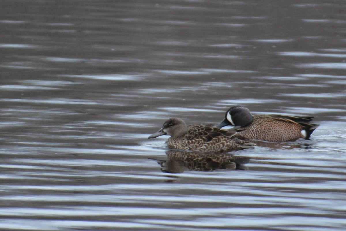 Blue-winged Teal - ML52653731
