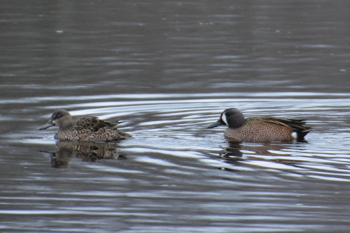 Blue-winged Teal - ML52653741