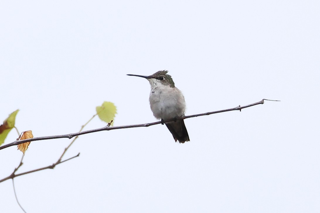 Ruby-throated Hummingbird - Glenn Mitchell