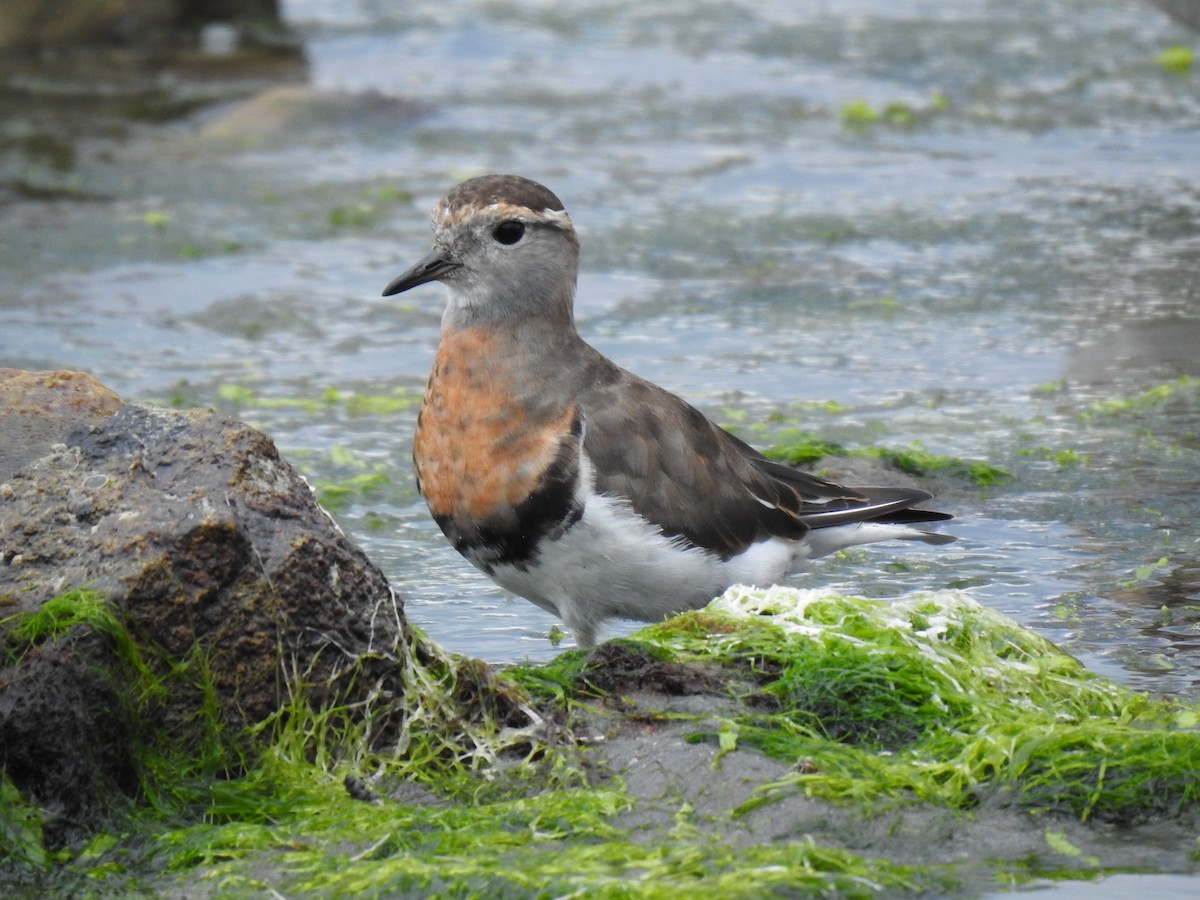 Rufous-chested Dotterel - ML526543381