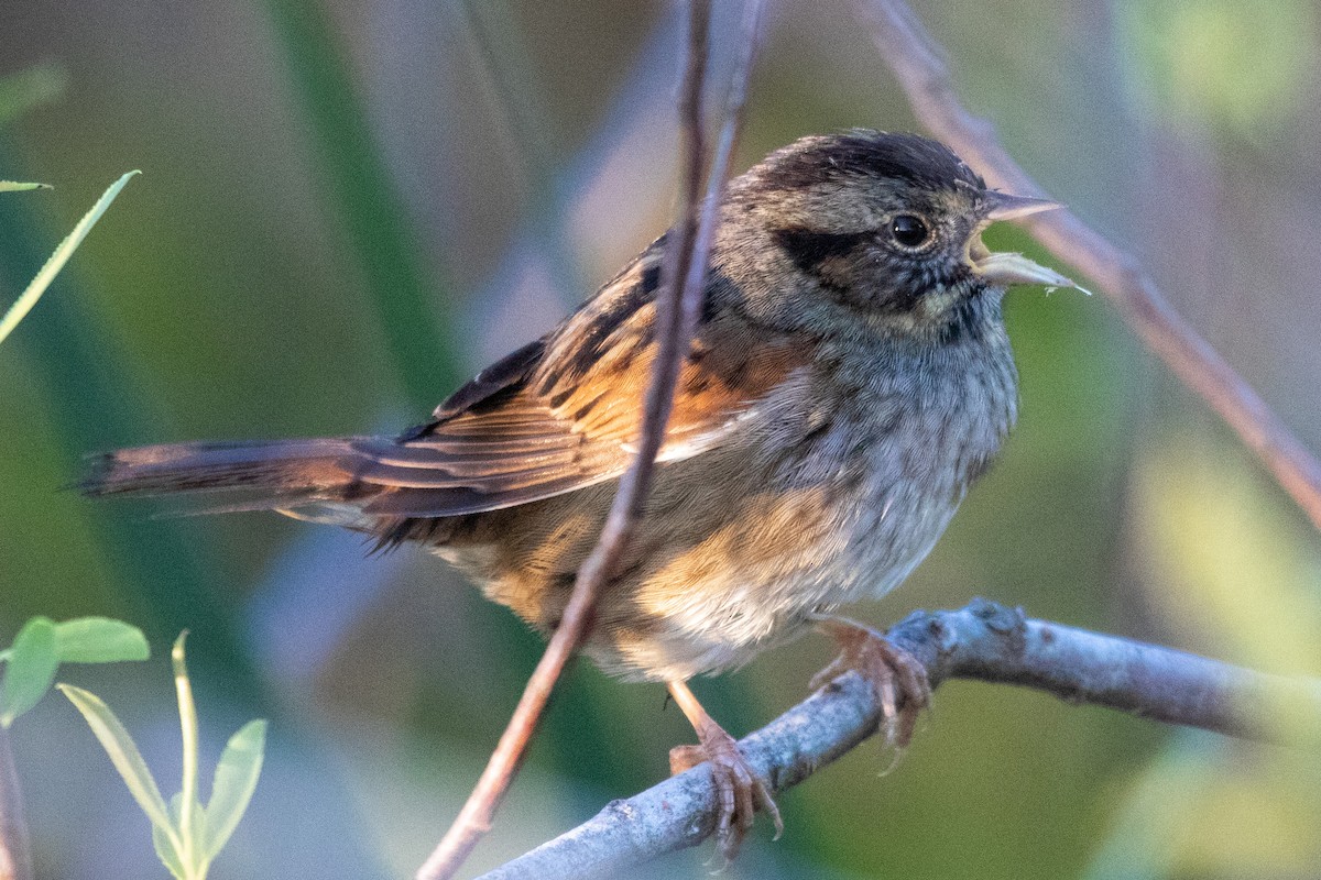 Swamp Sparrow - ML526547171