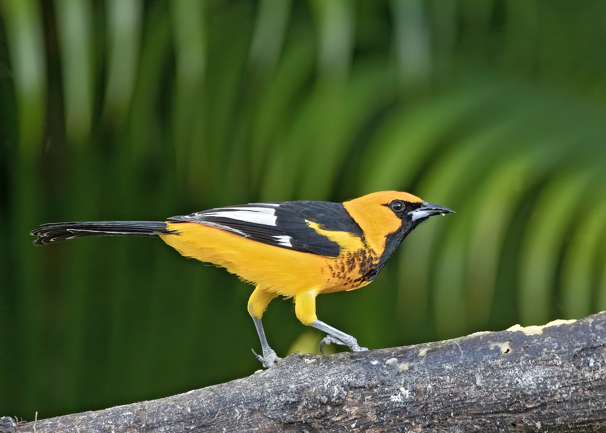 Spot-breasted Oriole - ML526560121