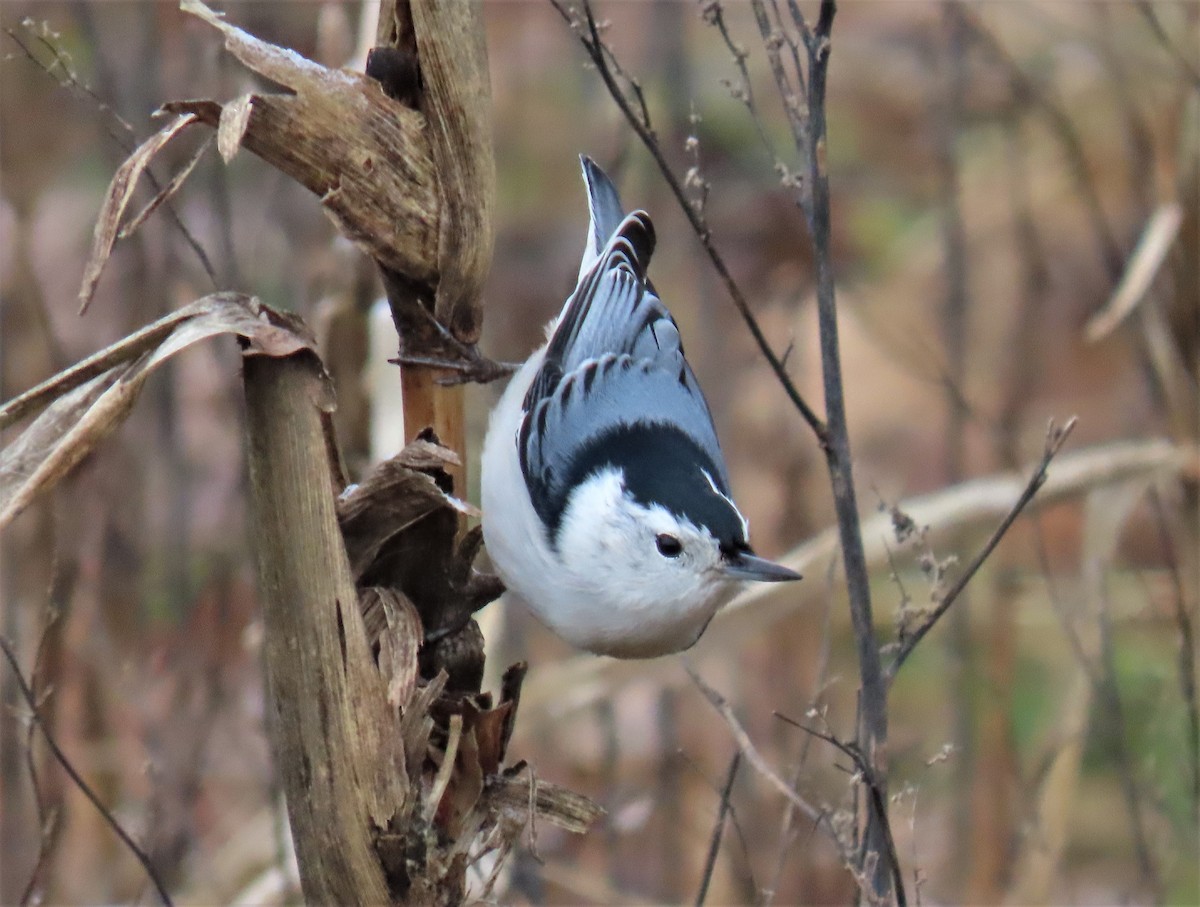 White-breasted Nuthatch - ML526560241