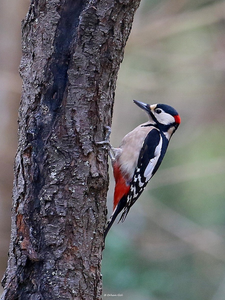 Great Spotted Woodpecker - ML526560381
